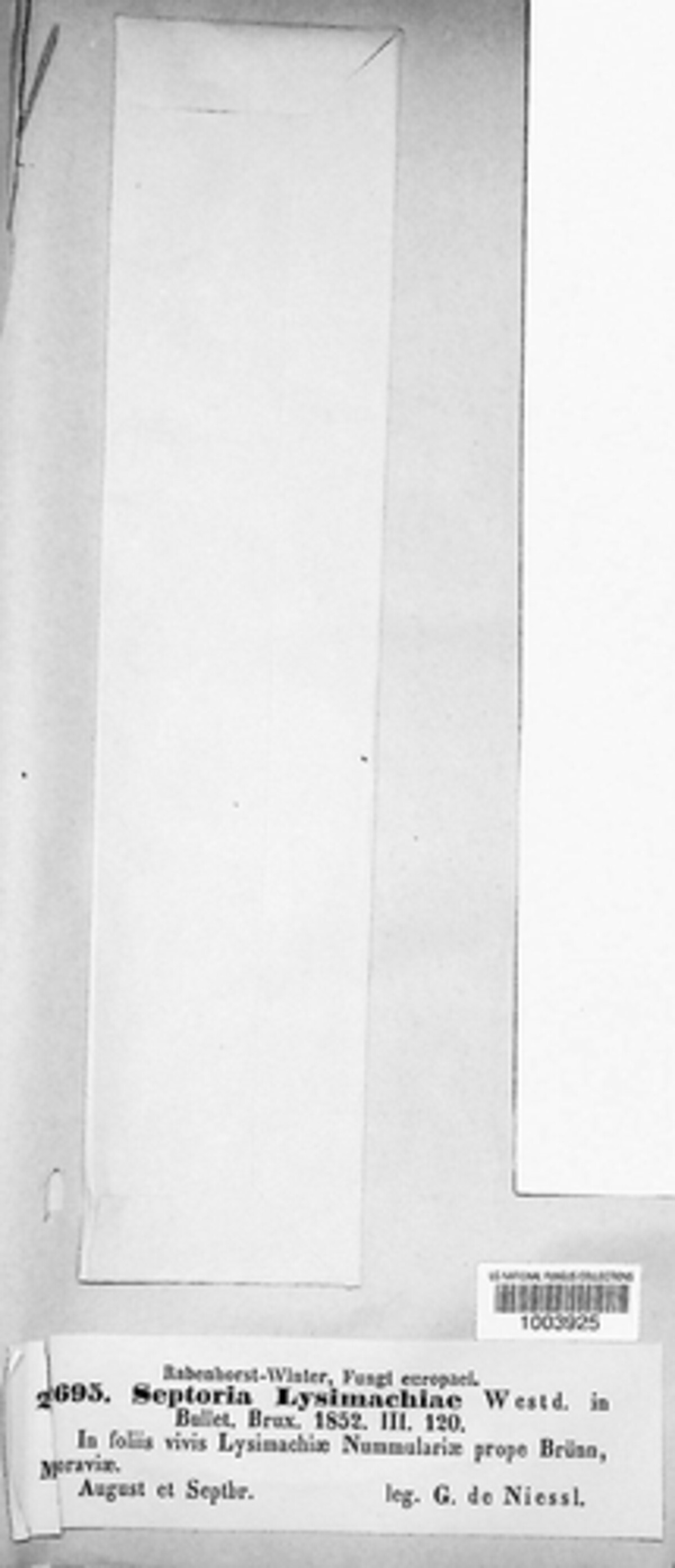 Septoria lysimachiae image